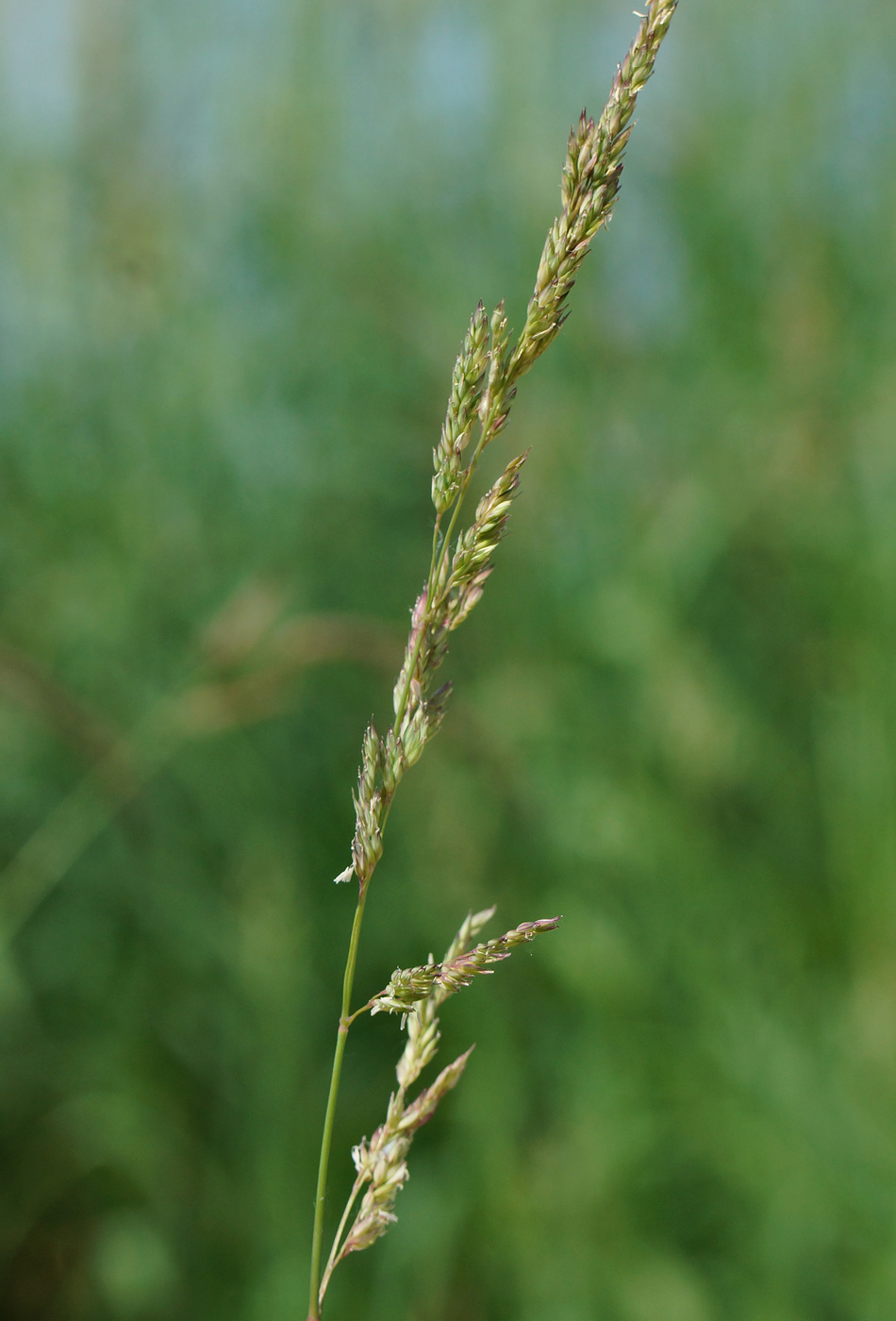 Image of Phalaroides arundinacea specimen.