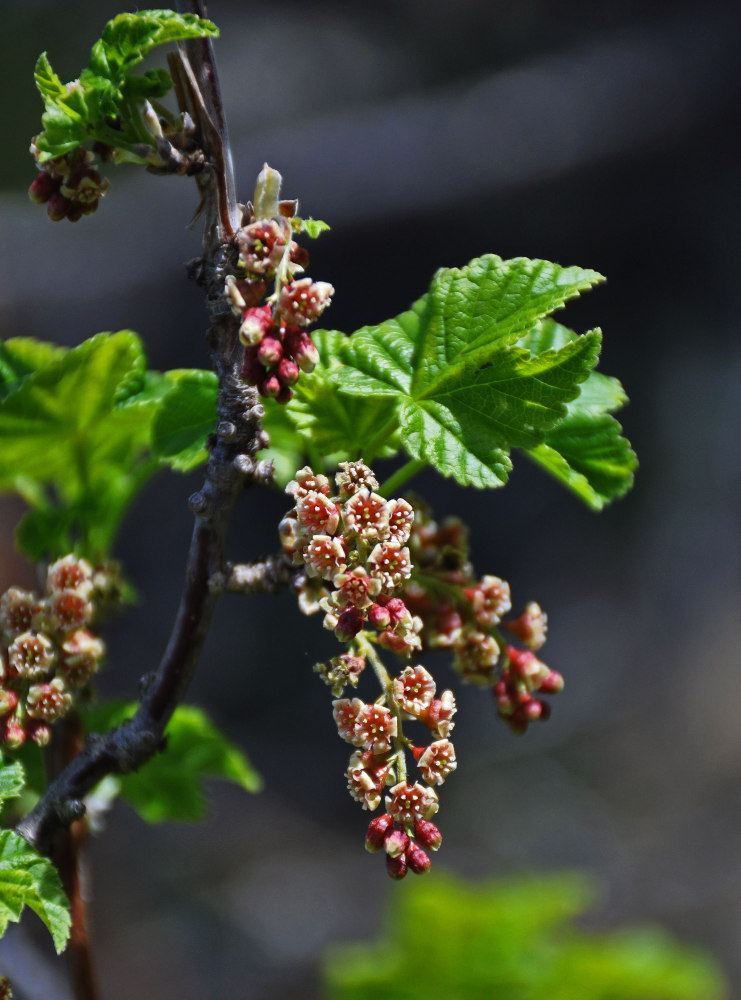 Изображение особи Ribes altissimum.