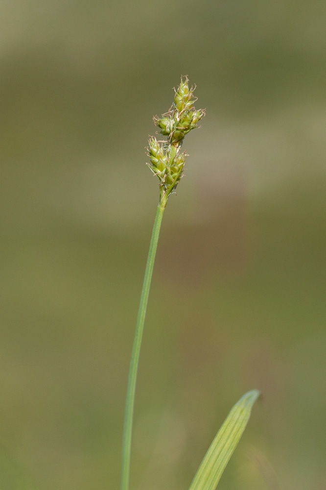 Изображение особи Carex canescens.