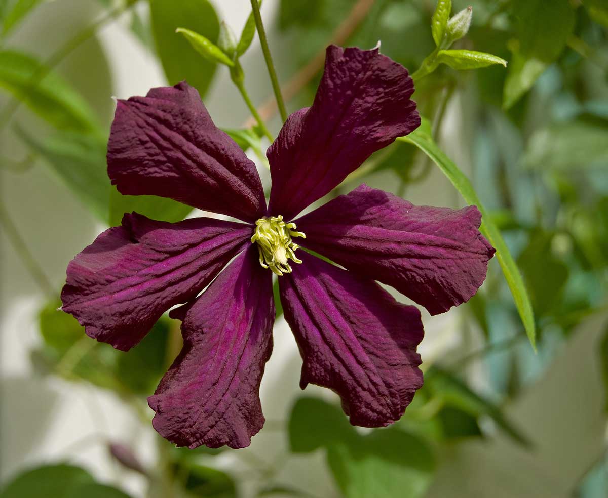 Image of Clematis &times; jackmanii specimen.