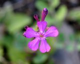 Silene armeria