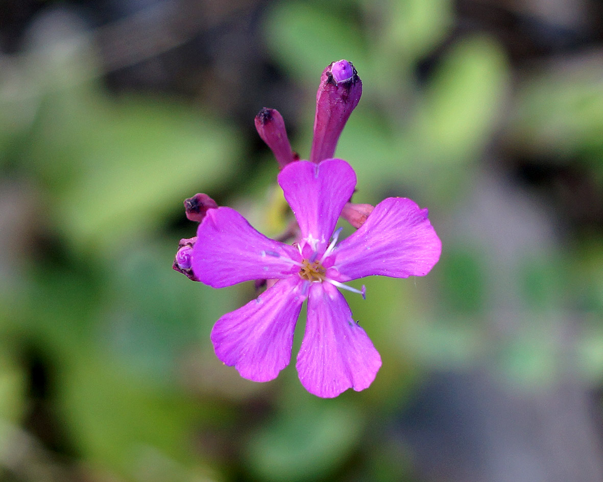 Image of Silene armeria specimen.