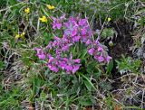 Pedicularis caucasica