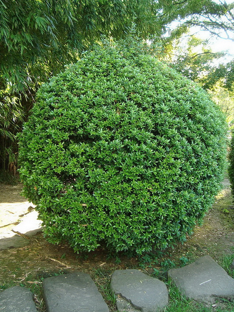 Image of Pittosporum heterophyllum specimen.