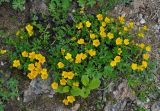 Potentilla ruprechtii