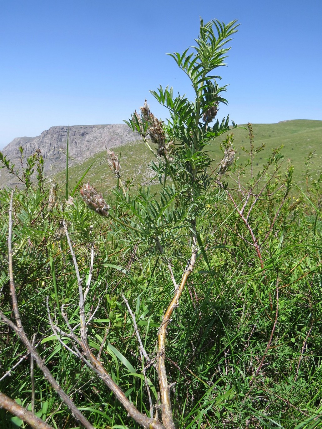 Изображение особи Astragalus ugamicus.