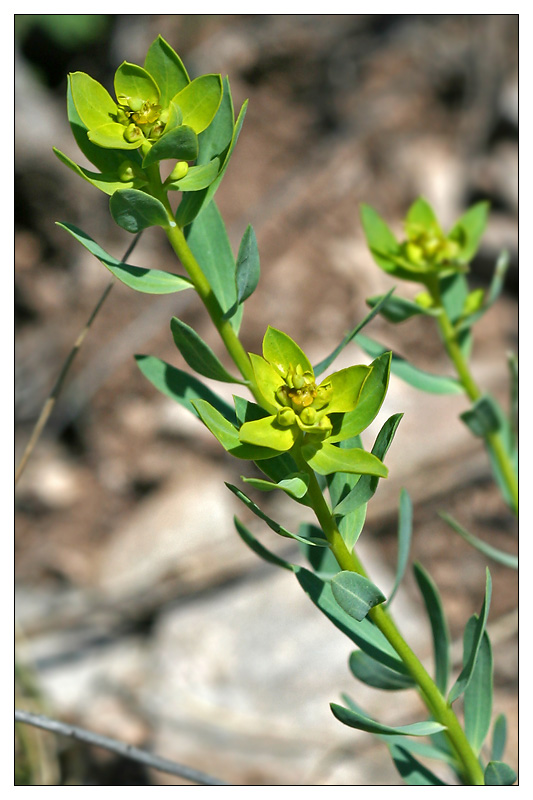 Изображение особи Euphorbia seguieriana.