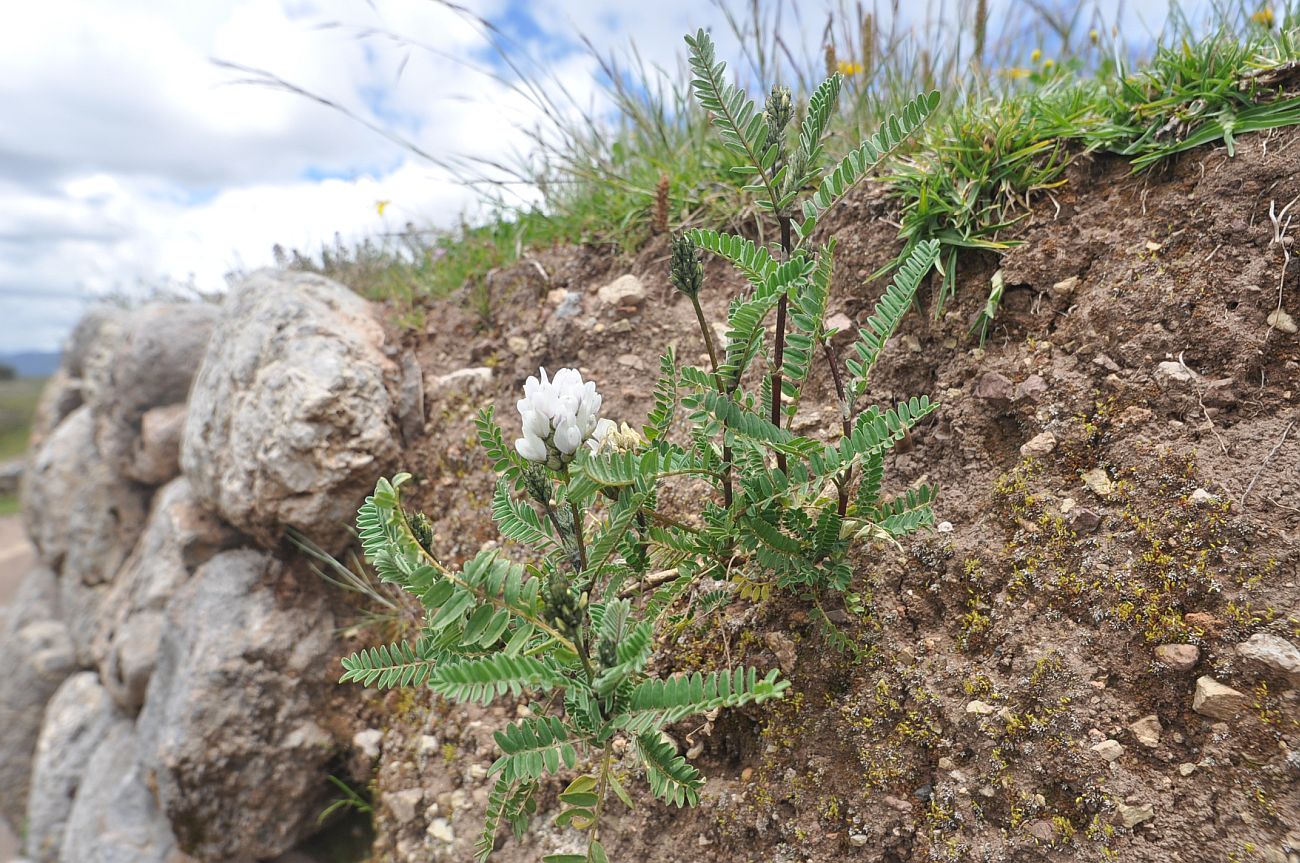 Image of Astragalus garbancillo specimen.