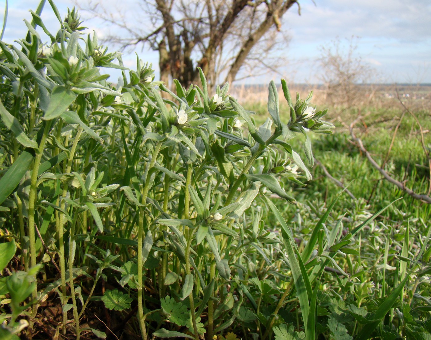 Image of Buglossoides arvensis specimen.