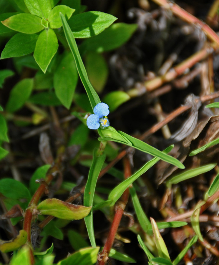 Изображение особи Commelina diffusa.