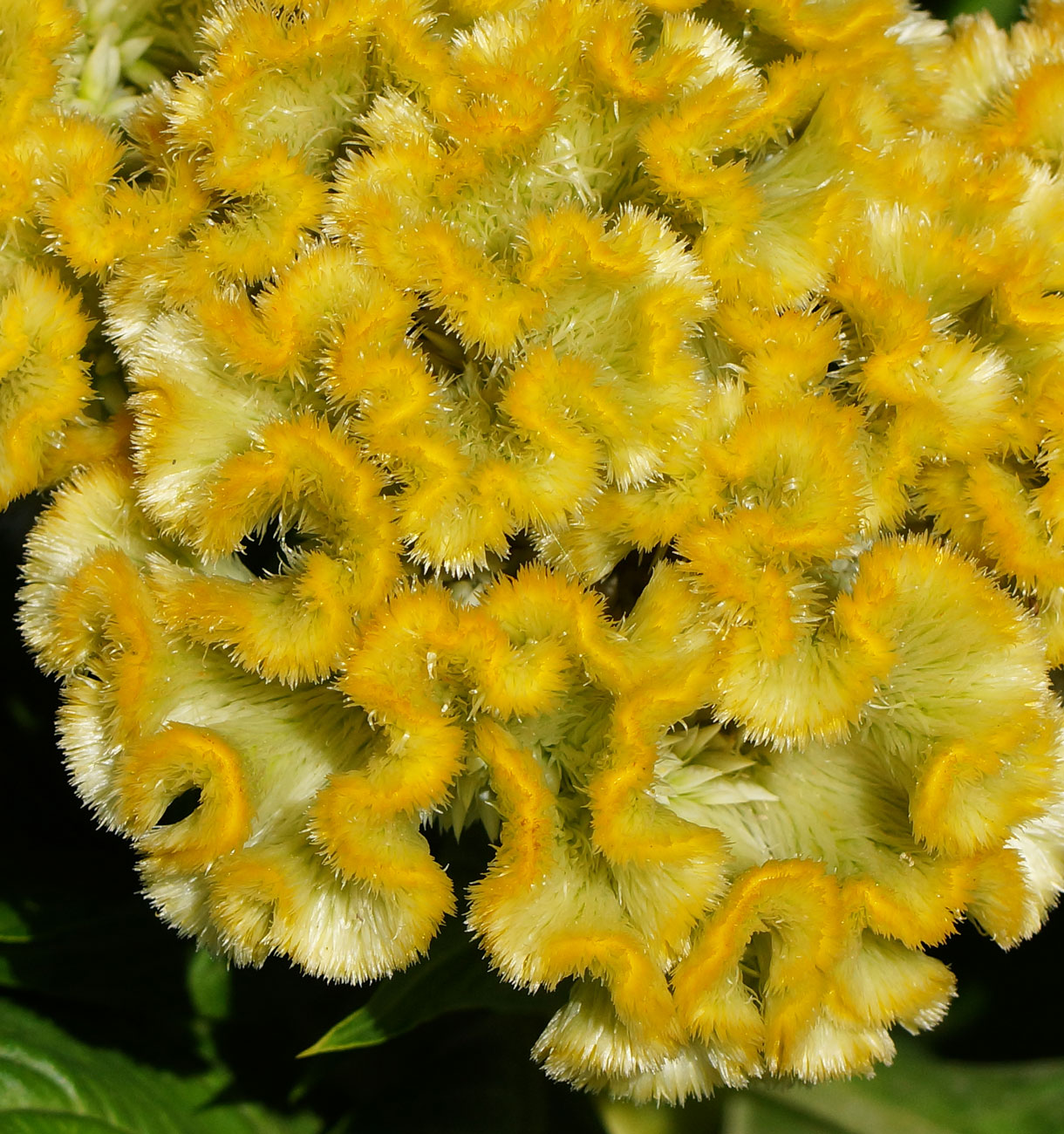 Изображение особи Celosia cristata.