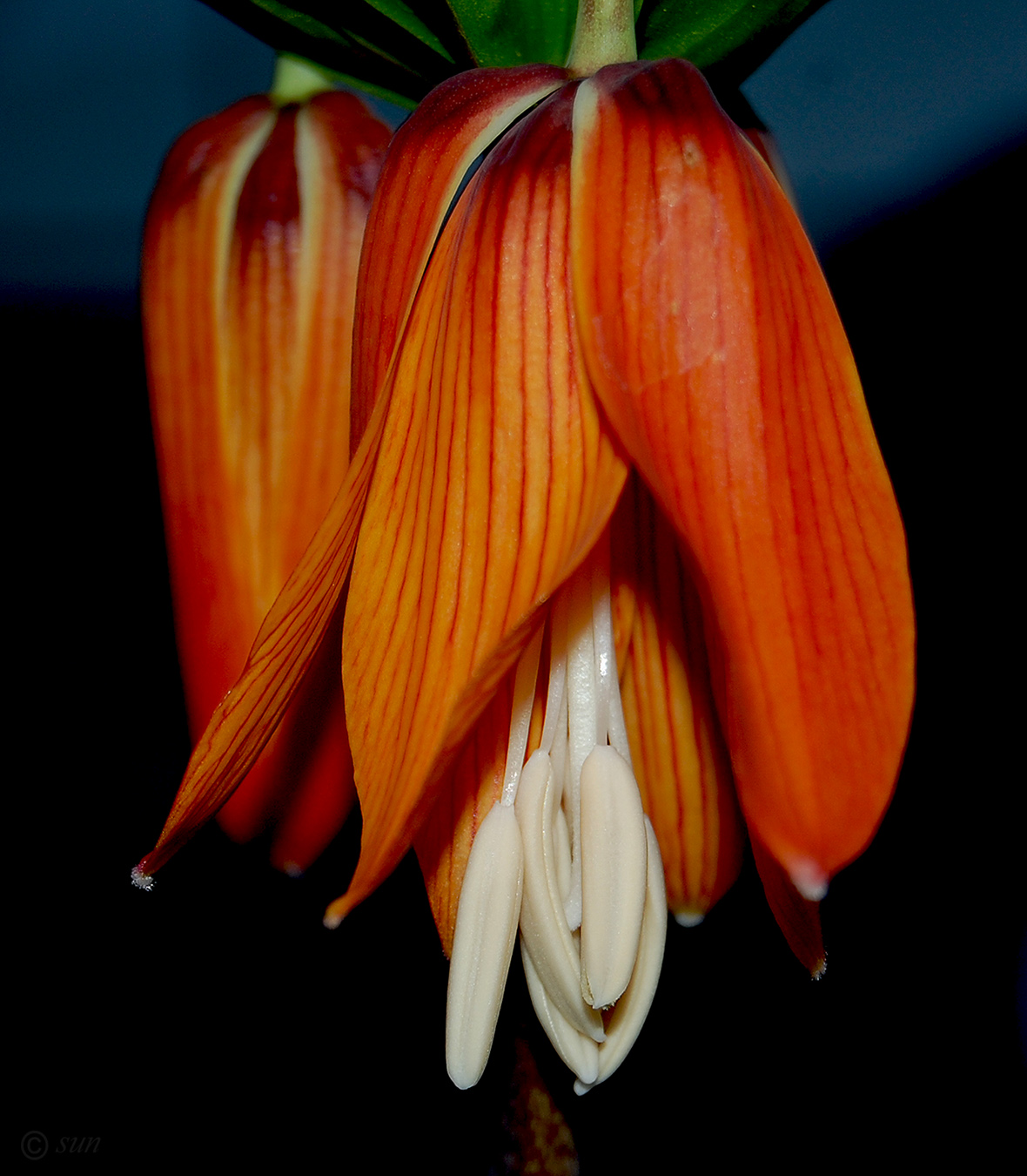 Image of Fritillaria imperialis specimen.