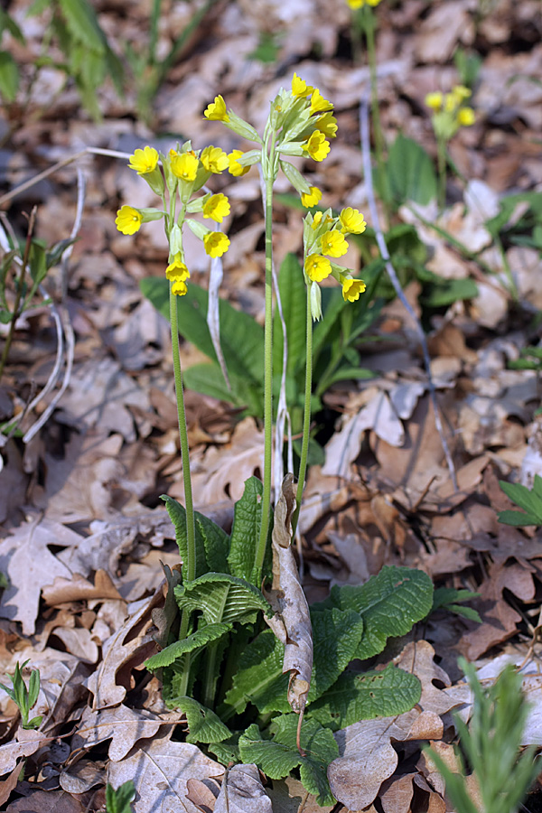 Изображение особи Primula macrocalyx.