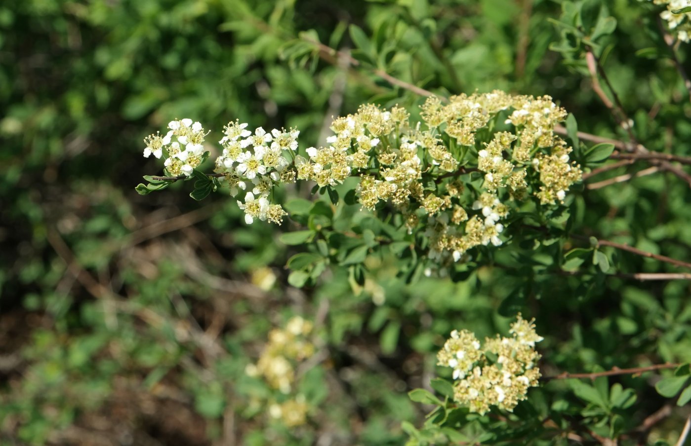 Image of Spiraea hypericifolia specimen.