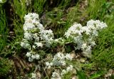 Galium boreale. Соцветия. Якутия, Мирнинский р-н, окр. пос. Светлый, берег р. М. Ботуобуя. 12.07.2009.