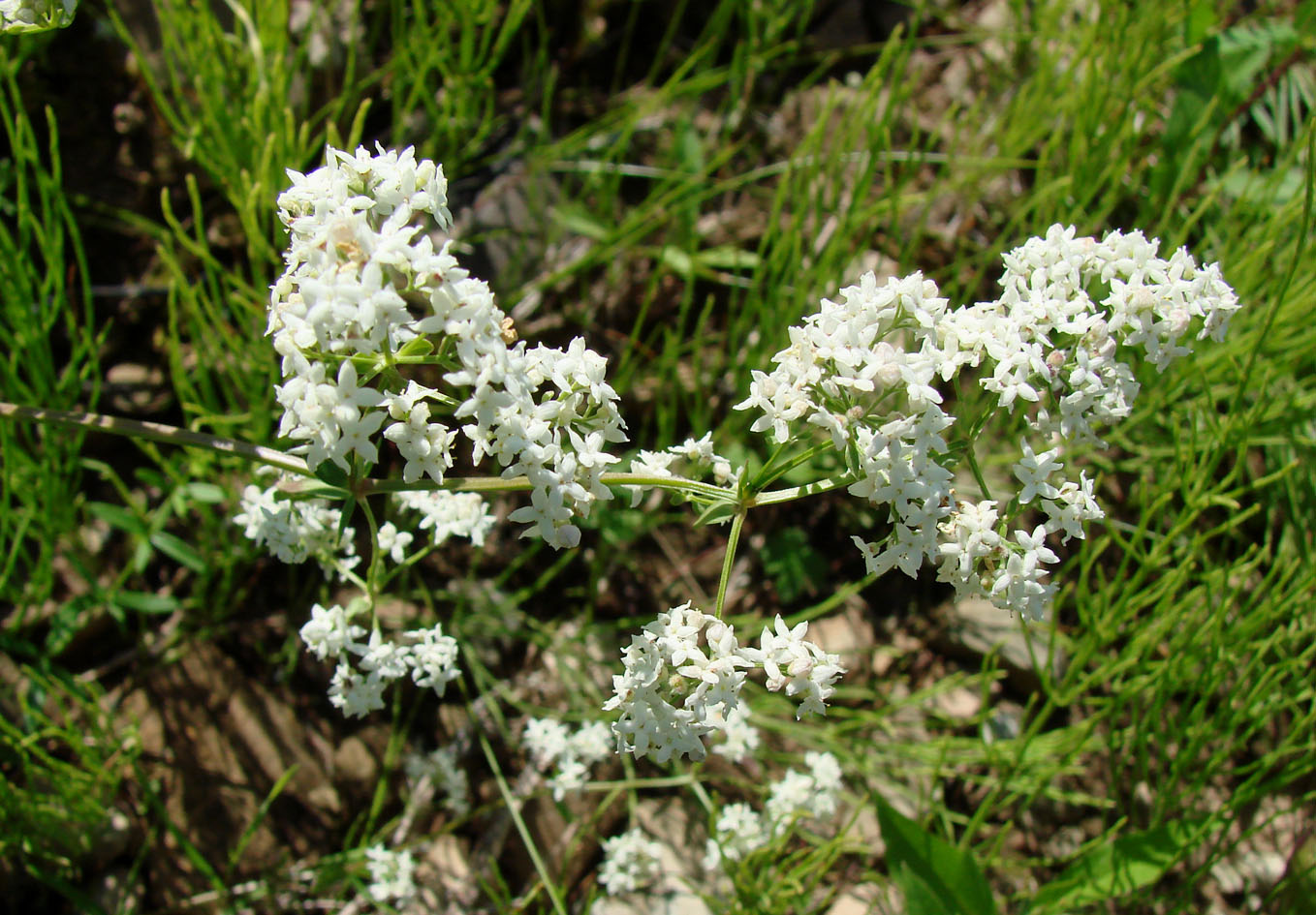 Image of Galium boreale specimen.