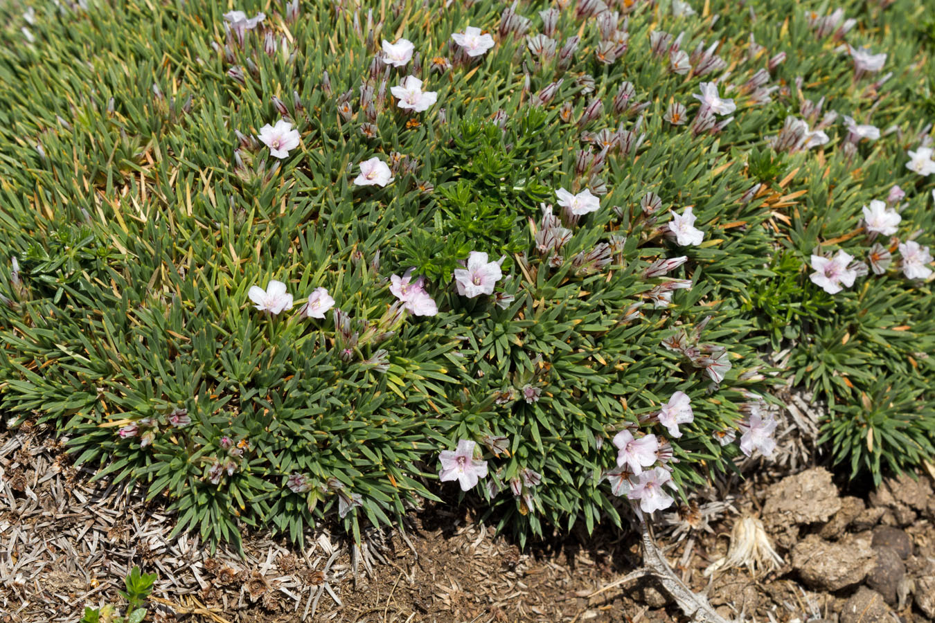 Image of Acantholimon ulicinum specimen.