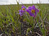 Pulsatilla turczaninovii. Цветущее растение. Красноярский край, окр. Красноярска, 3 декада мая 2010 г.