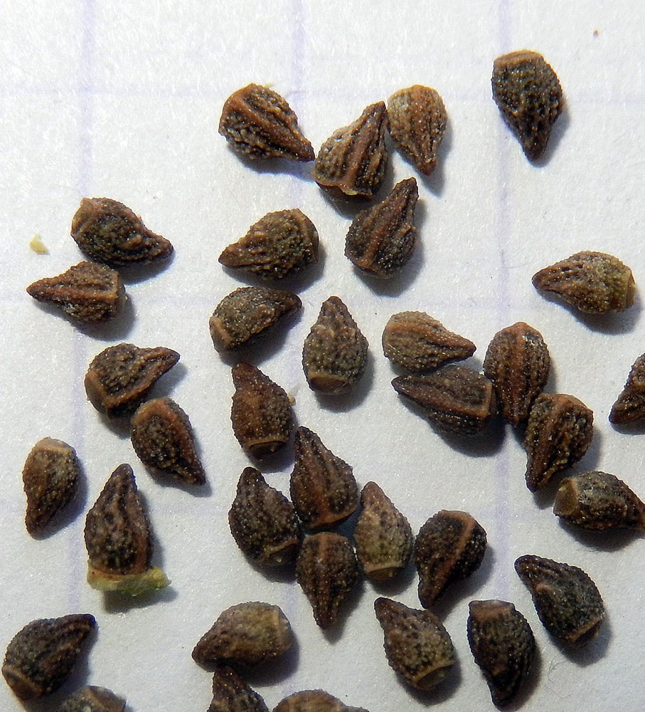 Image of Buglossoides arvensis specimen.