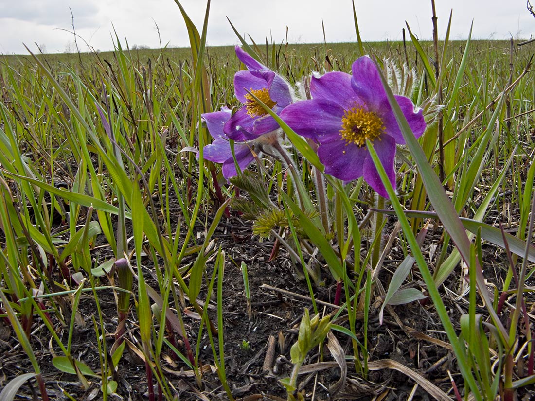 Image of Pulsatilla turczaninovii specimen.