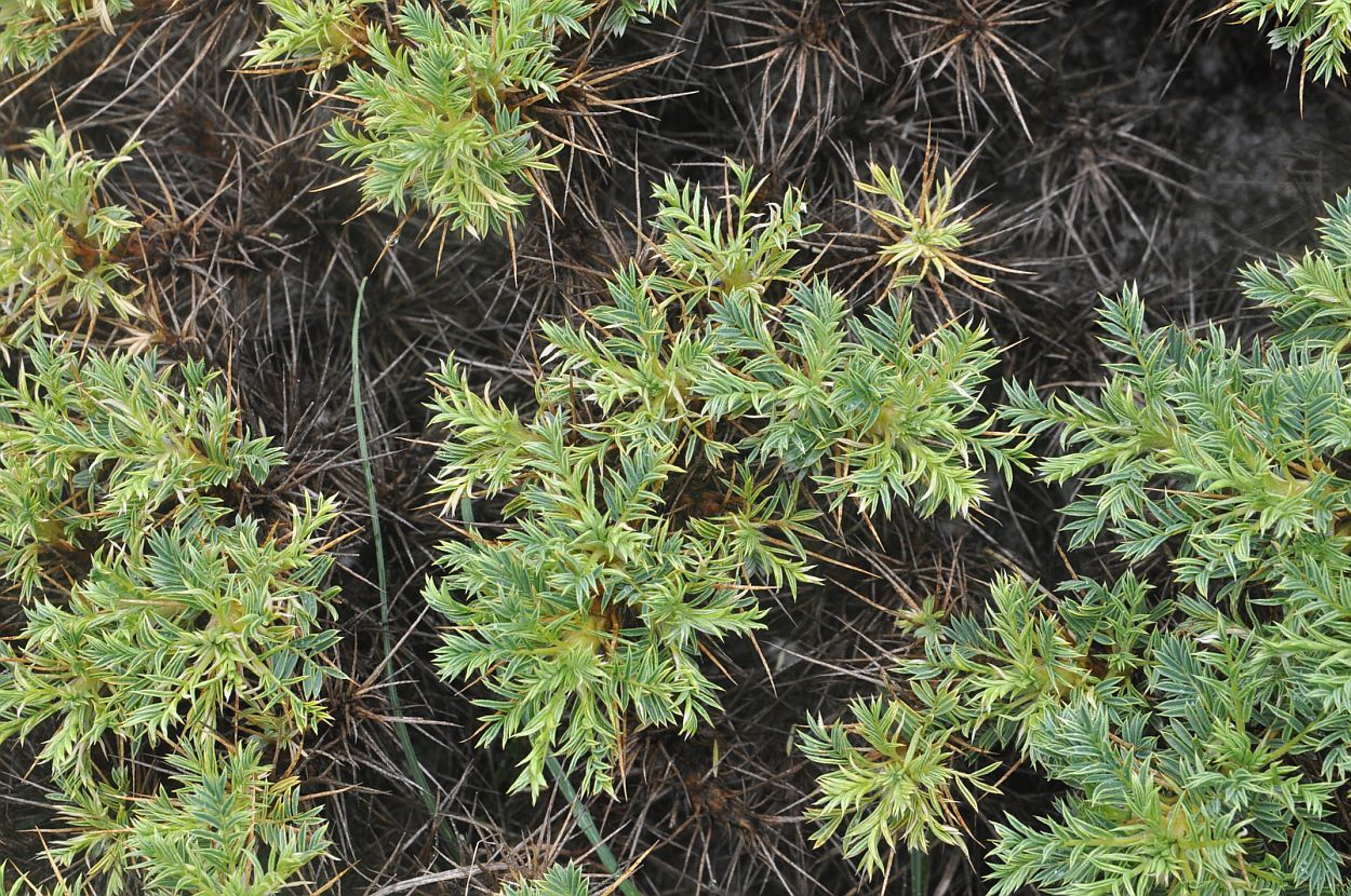 Изображение особи Astragalus denudatus.