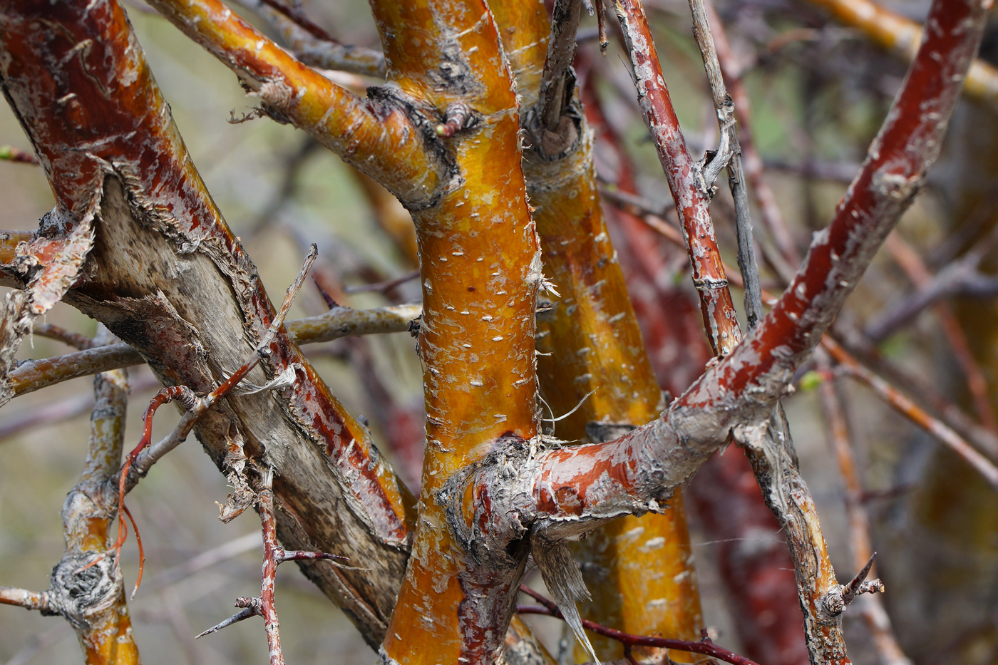 Image of Crataegus chlorocarpa specimen.