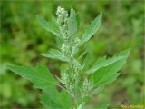 Chenopodium album. Растение в фазе бутонизации. Украина, Ивано-Франковская обл., Долинский р-н, окр. г. Долина, обочина дороги. 17.06.2018.