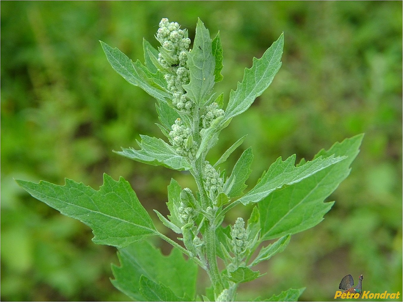 Image of Chenopodium album specimen.