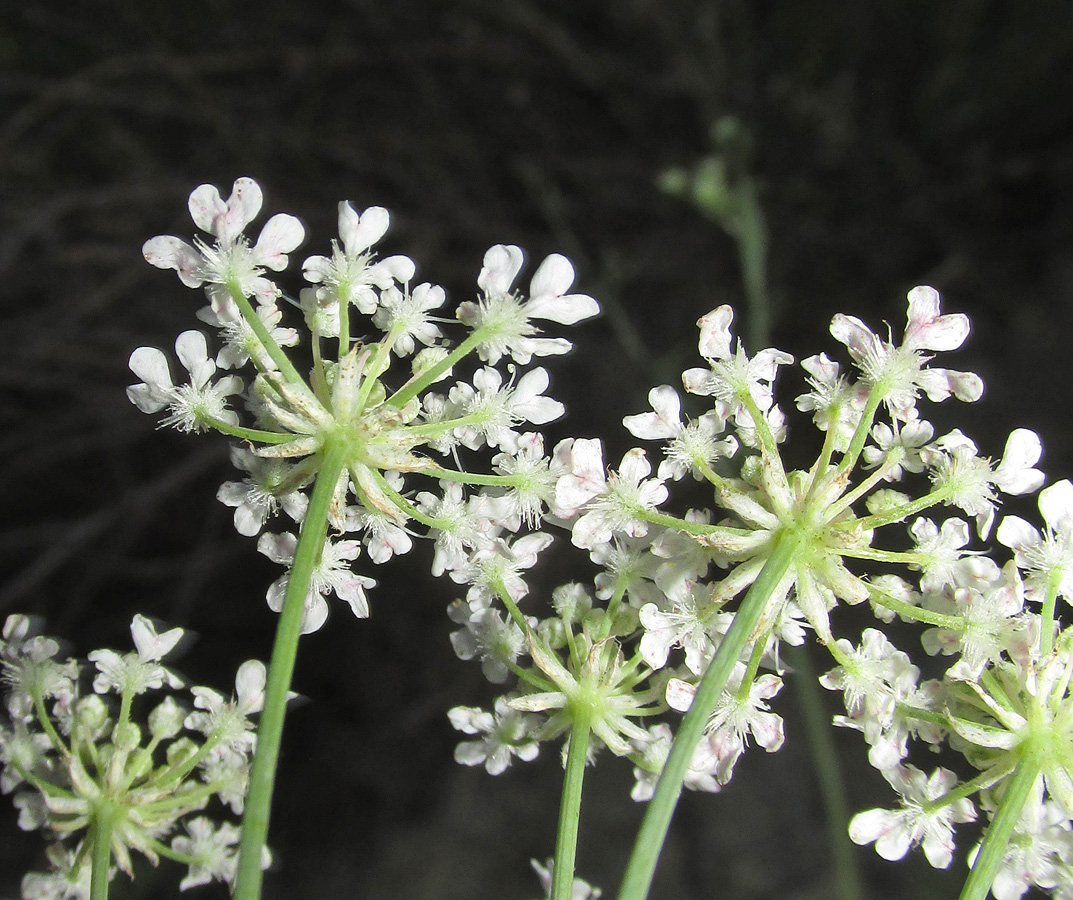 Изображение особи Astrodaucus orientalis.