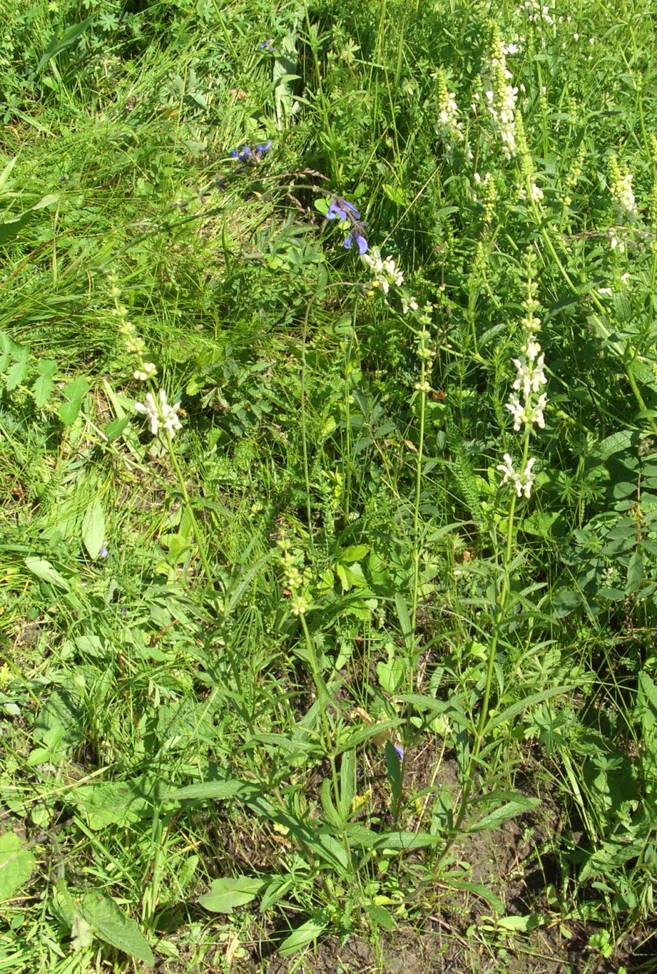 Изображение особи Stachys recta.