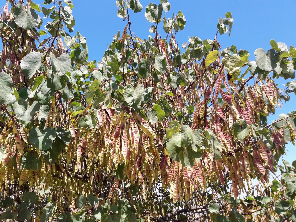 Image of Cercis siliquastrum specimen.