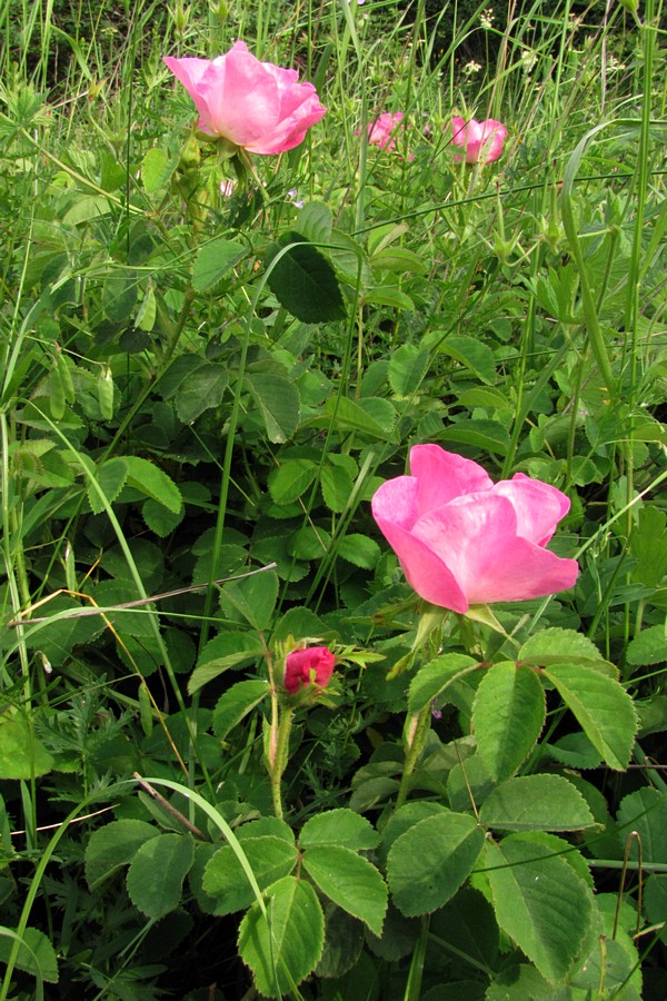 Image of Rosa gallica specimen.