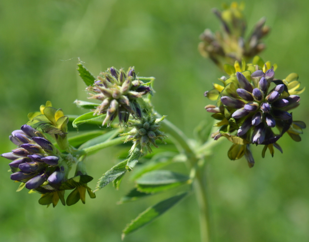 Image of Medicago × varia specimen.