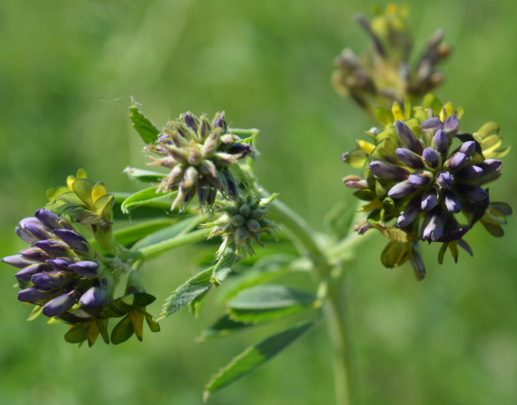 Изображение особи Medicago &times; varia.