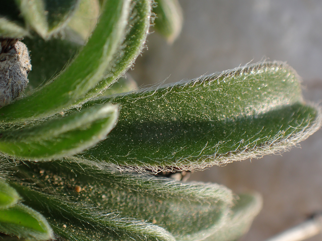 Image of Pallenis maritima specimen.