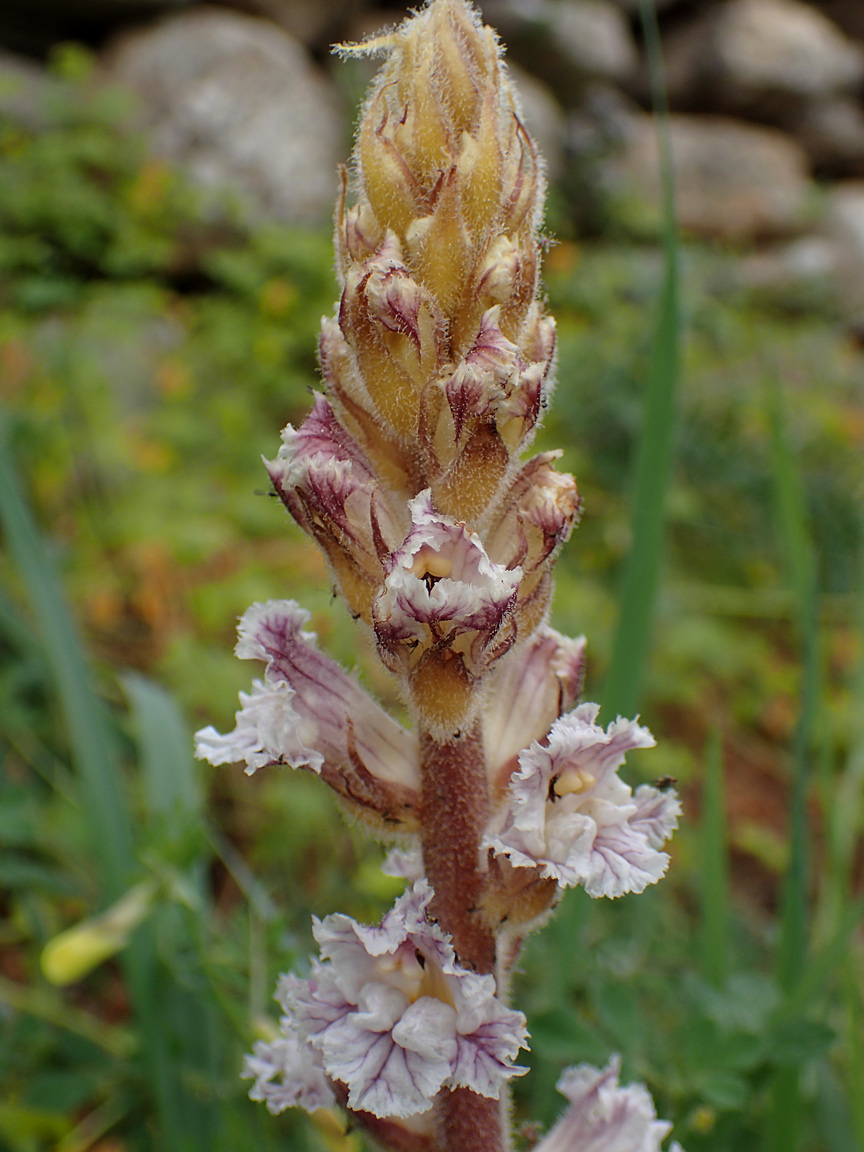 Image of Orobanche crenata specimen.