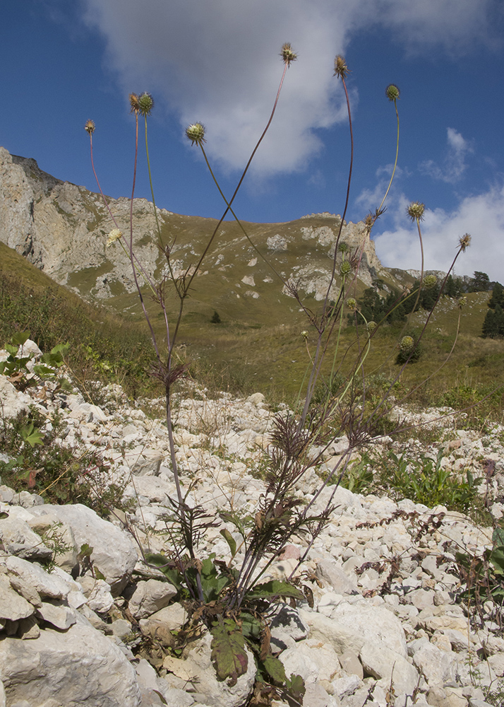 Image of Scabiosa bipinnata specimen.