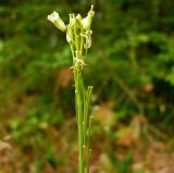 Turritis glabra