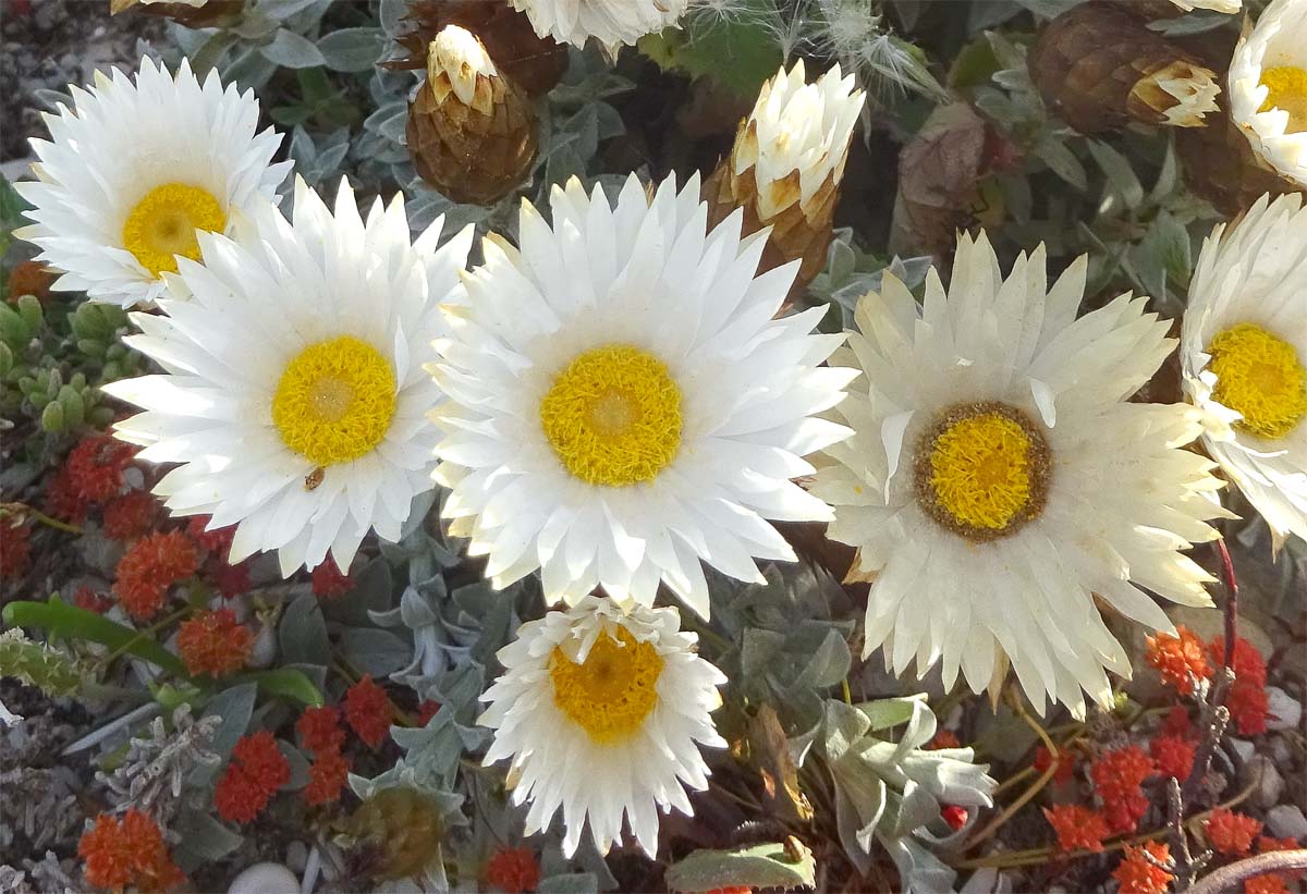 Image of Helichrysum retortum specimen.