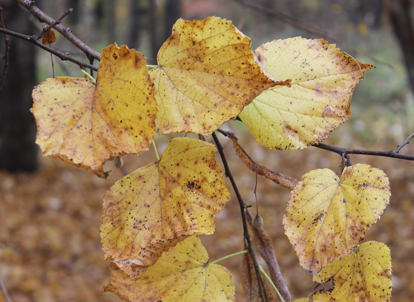 Image of Tilia platyphyllos specimen.