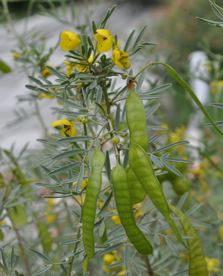 Image of Senna artemisioides specimen.