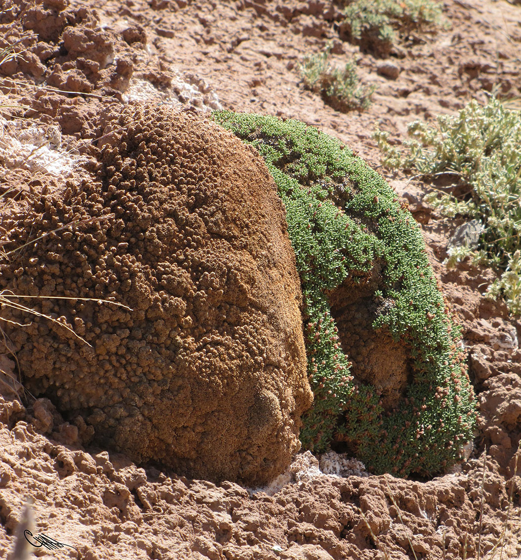 Image of Acantholimon hedinii specimen.