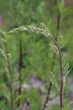 Artemisia tanacetifolia. Верхушка генеративного побега с нераскрывшимися соцветиями. Амурская обл., Сковородинский р-н, трасса Амур, граница области с Забайкальским краем, гравийная отсыпка вдоль трассы. 03.07.2016.