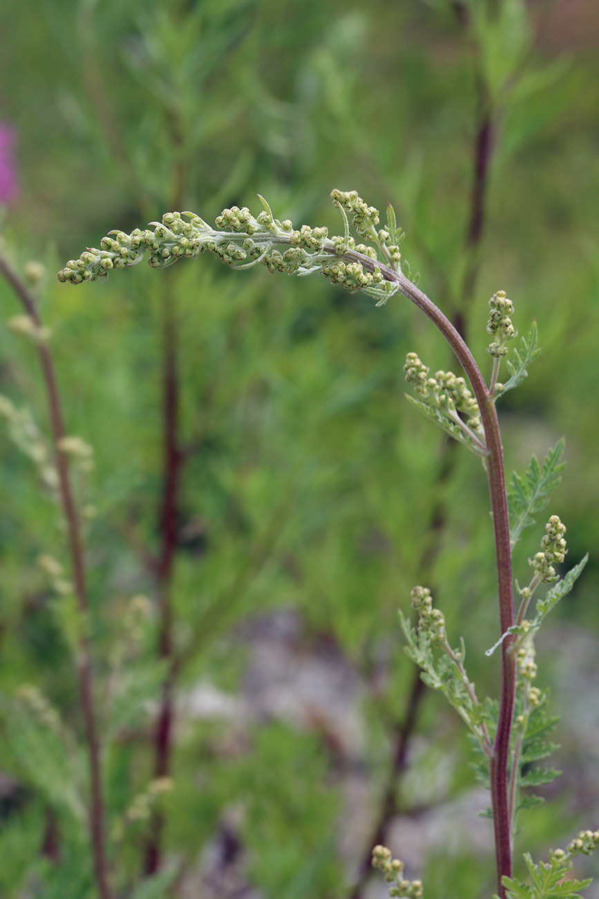 Image of Artemisia tanacetifolia specimen.