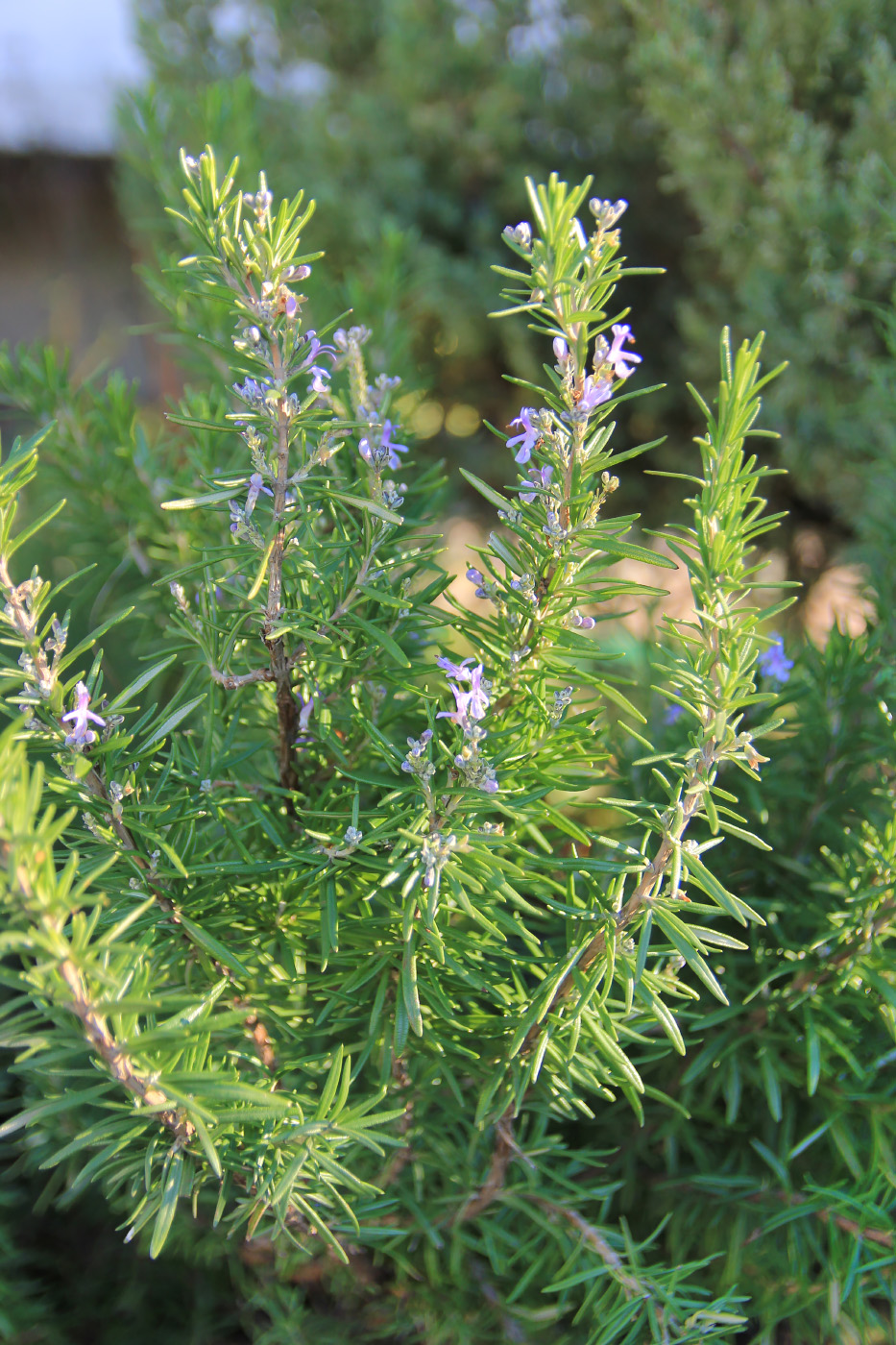 Изображение особи Rosmarinus officinalis.