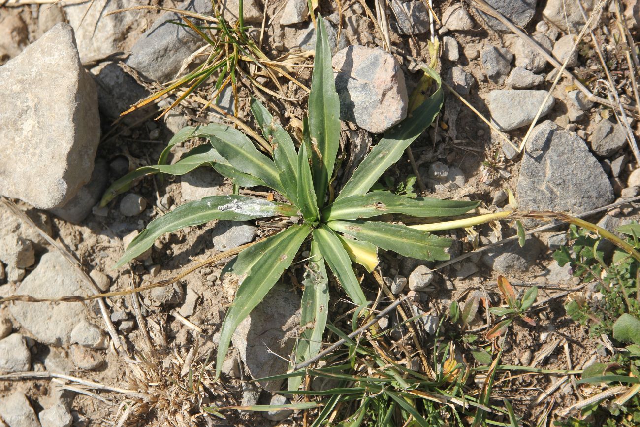 Image of Veronica gentianoides specimen.