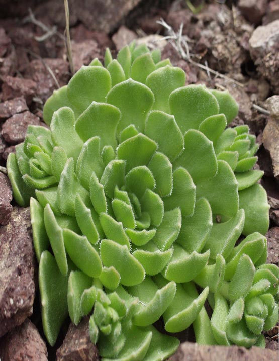 Изображение особи Rosularia platyphylla.