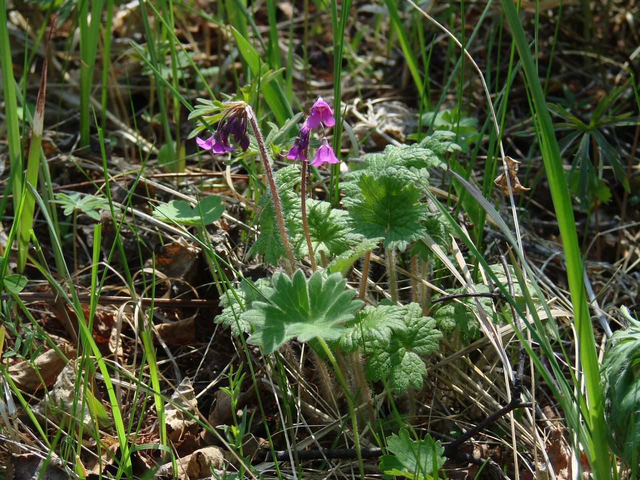 Изображение особи Cortusa sibirica.