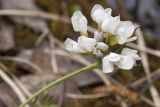 Cardamine pratensis