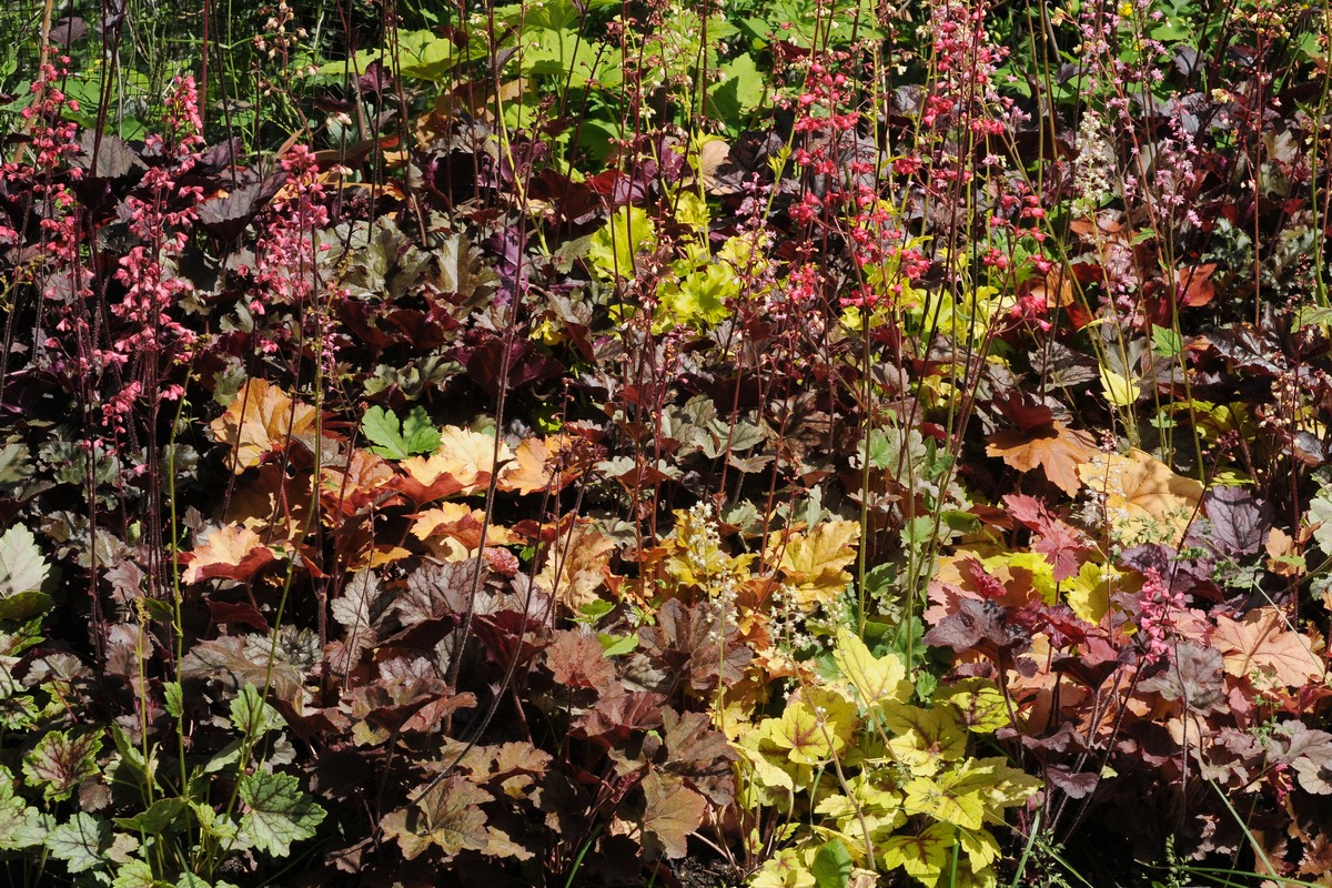 Image of Heuchera &times; hybrida specimen.
